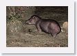 12TapirClayLick-022