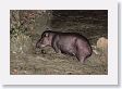 12TapirClayLick-023