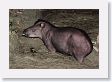 12TapirClayLick-024