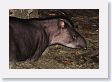 12TapirClayLick-026