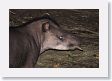 12TapirClayLick-027