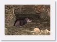 12TapirClayLick-028