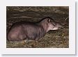 12TapirClayLick-029