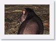12TapirClayLick-030