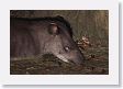 12TapirClayLick-032 * Brazilian Tapir * Brazilian Tapir