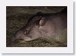 12TapirClayLick-035 * Brazilian Tapir * Brazilian Tapir