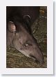 12TapirClayLick-036