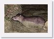 12TapirClayLick-037