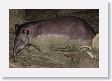 12TapirClayLick-038