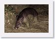 12TapirClayLick-039