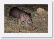 12TapirClayLick-041 * Brazilian Tapir * Brazilian Tapir