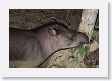 12TapirClayLick-043 * Brazilian Tapir * Brazilian Tapir