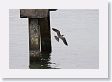 18CallaoHarbor-016