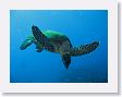AnemoneCrater11 * Green Sea Turtle near the mooring bouy line. * Green Sea Turtle near the mooring bouy line.