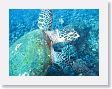 AnemoneCrater13 * Green Sea Turtle. * Green Sea Turtle.