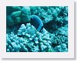 AnemoneCrater17