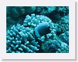 AnemoneCrater18