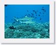 AnemoneCrater2 * Blacktip reef sharks can grow to 6 feet in length. * Blacktip reef sharks can grow to 6 feet in length.