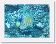 AnemoneCrater22 * King angelfish. * King angelfish.