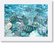 AnemoneCrater23