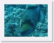 AnemoneCrater26 * Triggerfish. * Triggerfish.