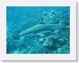 AnemoneCrater3 * Under normal conditions, Blacktip reef sharks are not aggressive. * Under normal conditions, Blacktip reef sharks are not aggressive.
