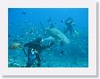AnemoneCrater31 * Lino Facondini is sharing a fish head with this Lemon shark. * Lino Facondini is sharing a fish head with this Lemon shark.