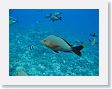AnemoneCrater33