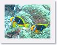 AnemoneCrater38 * Anemonefish and sea anemone. * Anemonefish and sea anemone.
