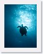 AnemoneCrater6 * Green sea turtle. * Green sea turtle.