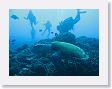 AnemoneCrater8 * Green sea turtle. * Green sea turtle.