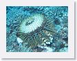 Canyons11 * The dreaded Crown of Thorns starfish is destroying south pacific reefs. The largest starfish in the world, they are protected by long spines that release a neurotoxin. * The dreaded Crown of Thorns starfish is destroying south pacific reefs. The largest starfish in the world, they are protected by long spines that release a neurotoxin.