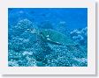 Canyons16 * Green sea turtle. * Green sea turtle.