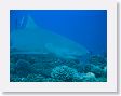Canyons17 * Lemon shark. * Lemon shark.