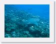 Canyons18 * Lemon shark. * Lemon shark.
