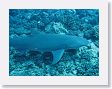 Canyons19 * Lemon shark. * Lemon shark.