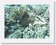 Canyons24 * In what little healthy reef remained in shallow waters, Crown-of-thorns starfish were there in large numbers too. * In what little healthy reef remained in shallow waters, Crown-of-thorns starfish were there in large numbers too.