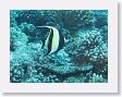 Canyons30 * Moorish idol. * Moorish idol.