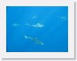 Canyons4 * Blacktip reef sharks. * Blacktip reef sharks.