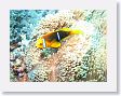 Canyons6 * Anemonefish and sea anemone. * Anemonefish and sea anemone.