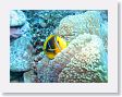 Canyons7 * Anemonefish and sea anemone. * Anemonefish and sea anemone.