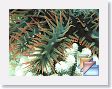 CoralWall * (43 Slides)