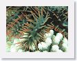 CoralWall10 * Toxic spines of the Crown-of-thorns starfish. * Toxic spines of the Crown-of-thorns starfish.