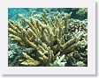 CoralWall13