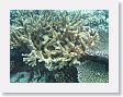 CoralWall15