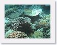 CoralWall16 * The Crown-of-thorns starfish can survive 6 months without food. * The Crown-of-thorns starfish can survive 6 months without food.