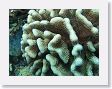 CoralWall17