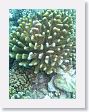 CoralWall18