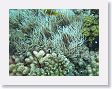 CoralWall21