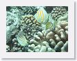 CoralWall22